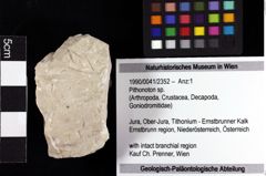 Foto (Objket + Etiketten) von Pithonoton sp. 